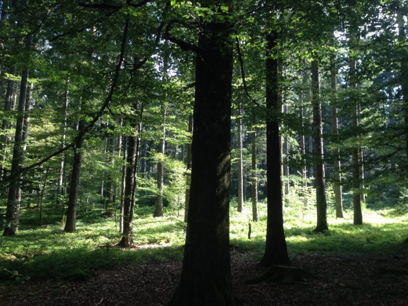 Umgebung 1